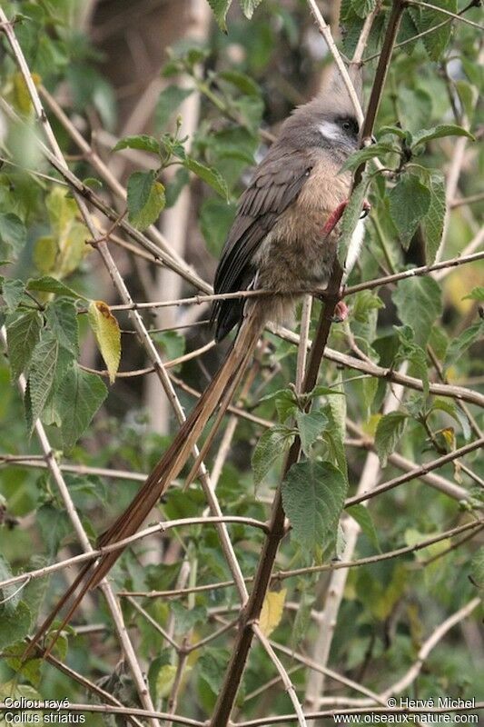 Speckled Mousebird