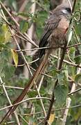 Speckled Mousebird