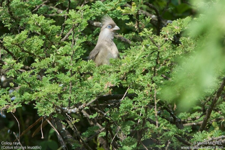 Speckled Mousebird