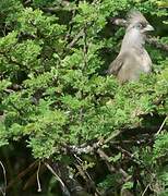 Speckled Mousebird