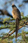 Speckled Mousebird