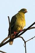 African Green Pigeon