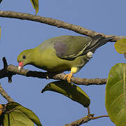 African Green Pigeon