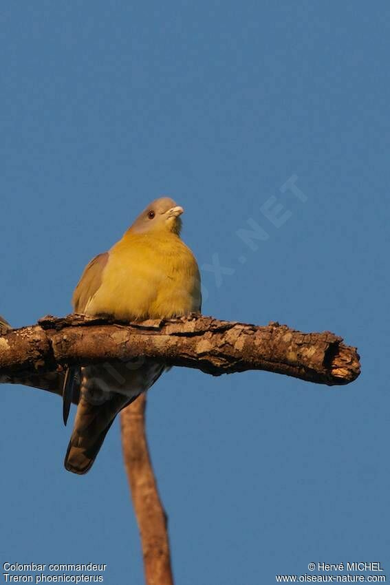 Yellow-footed Green Pigeon