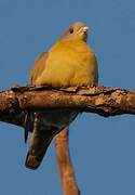 Yellow-footed Green Pigeon