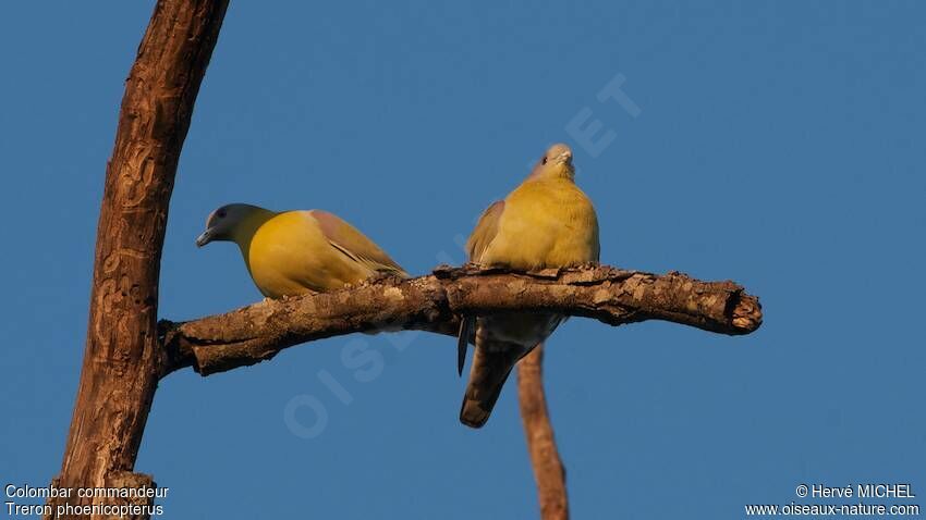 Yellow-footed Green Pigeon