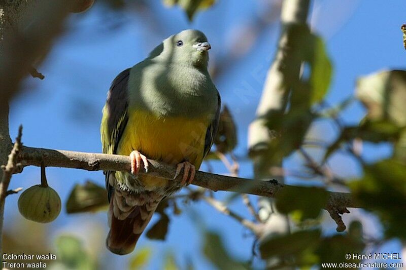 Bruce's Green Pigeonadult, identification