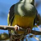 Colombar waalia