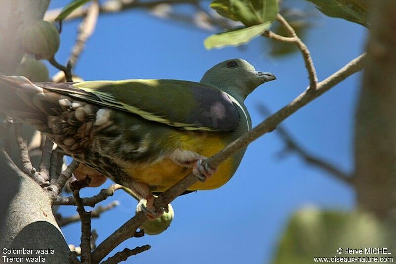 Bruce's Green Pigeonadult, identification