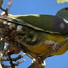 Colombar waalia