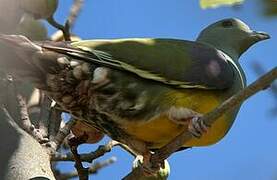 Bruce's Green Pigeon