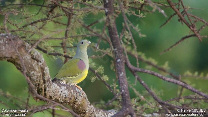 Bruce's Green Pigeon