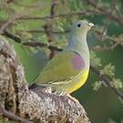 Colombar waalia
