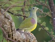 Bruce's Green Pigeon