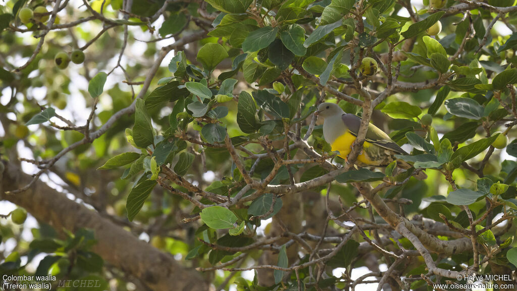 Bruce's Green Pigeon