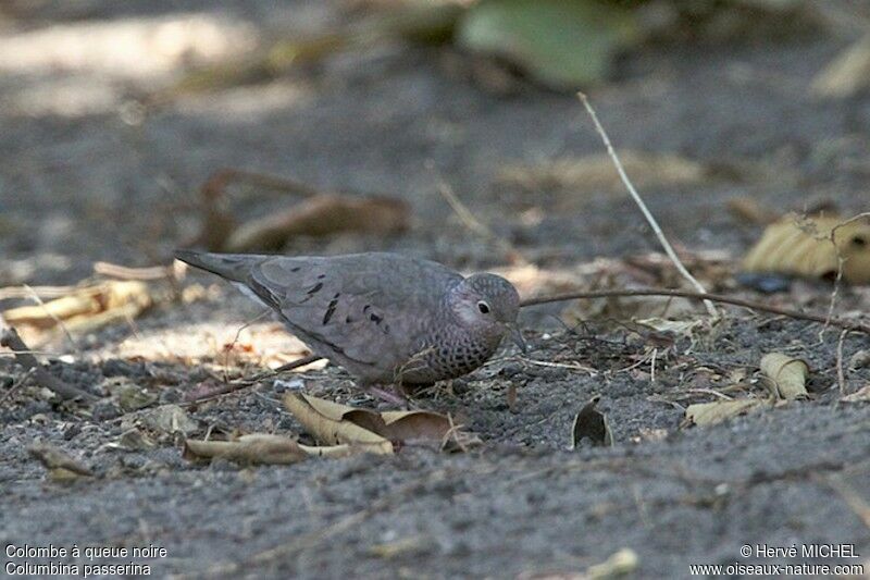 Common Ground Dove male adult, identification