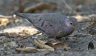 Common Ground Dove