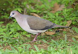 White-tipped Dove