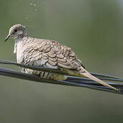 Inca Dove