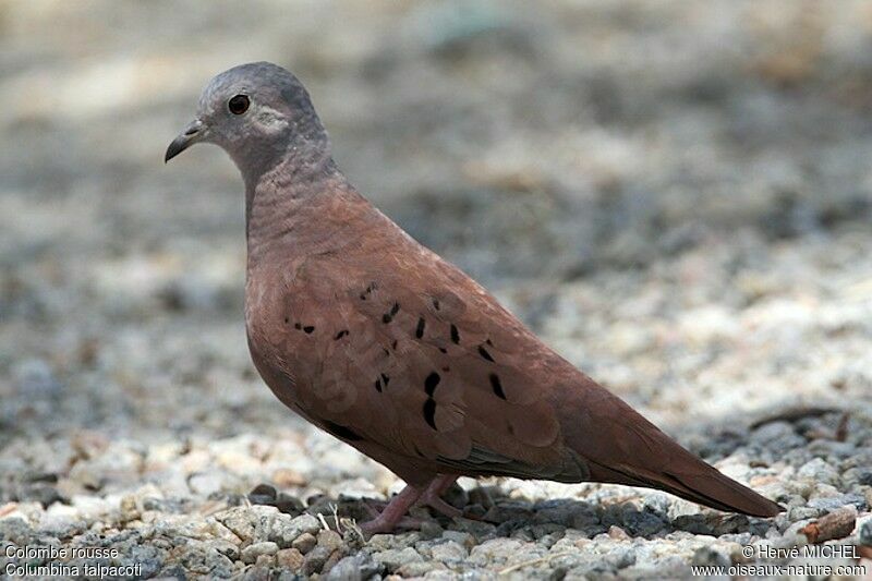 Ruddy Ground Dove male adult, identification