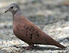 Ruddy Ground Dove