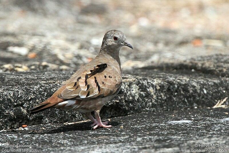 Ruddy Ground Dove female adult, identification