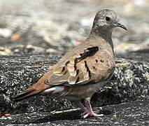 Ruddy Ground Dove