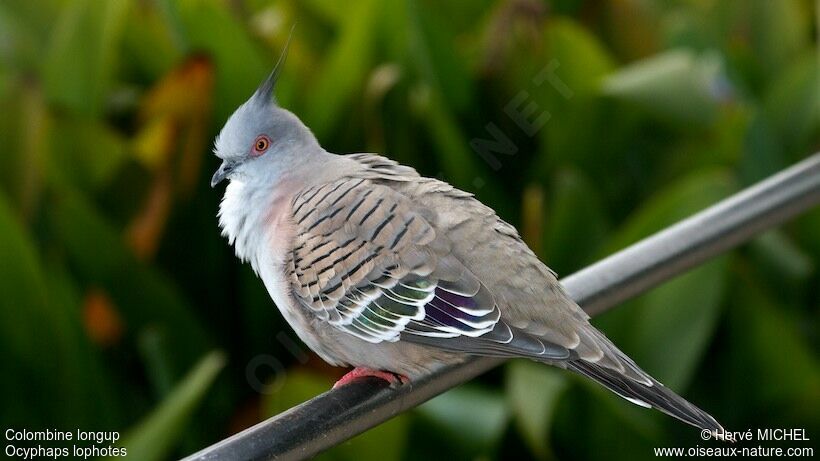 Crested Pigeonadult