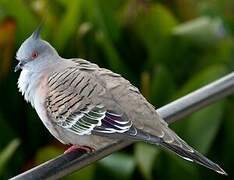 Crested Pigeon