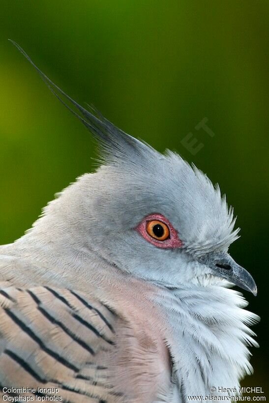 Crested Pigeonadult