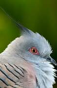 Crested Pigeon