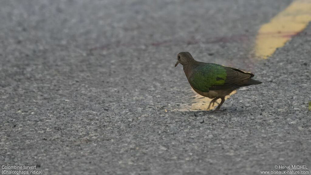 Common Emerald Dove