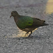 Common Emerald Dove