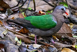 Common Emerald Dove
