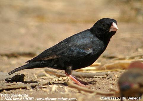 Village Indigobird