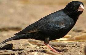 Village Indigobird