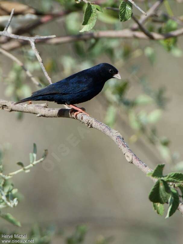 Village Indigobird male adult breeding, identification