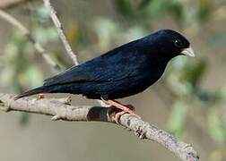 Village Indigobird