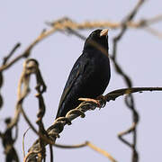 Village Indigobird