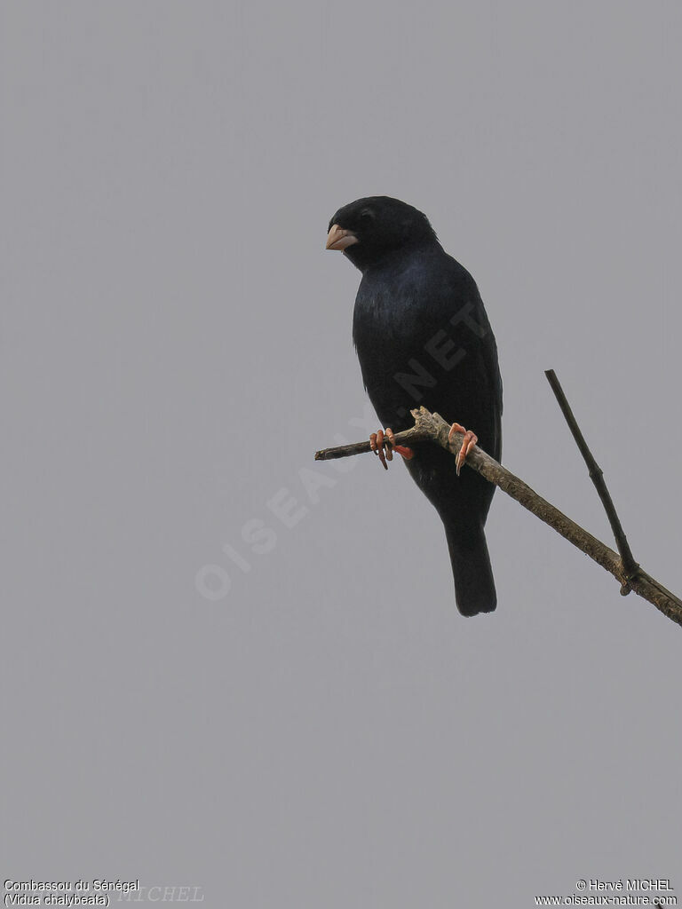 Village Indigobird