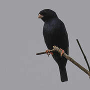 Village Indigobird