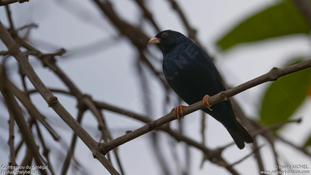 Village Indigobird