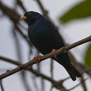 Village Indigobird