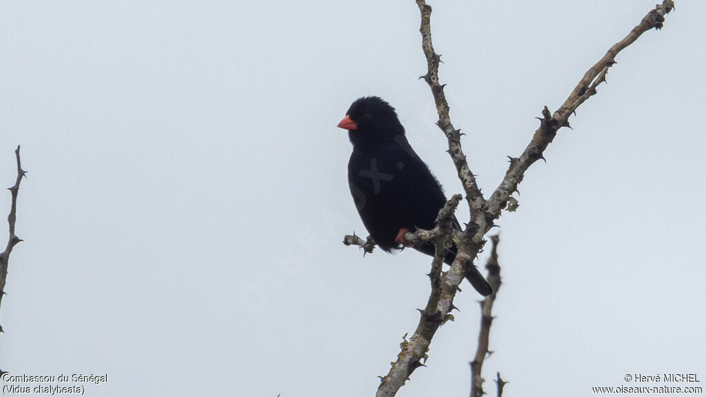 Combassou du Sénégal mâle adulte