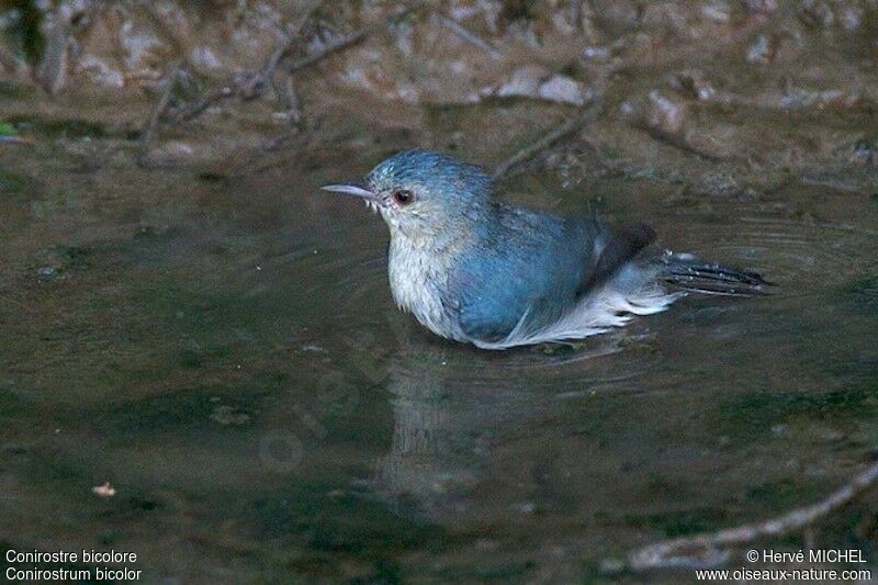 Bicolored Conebill, identification