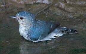 Bicolored Conebill