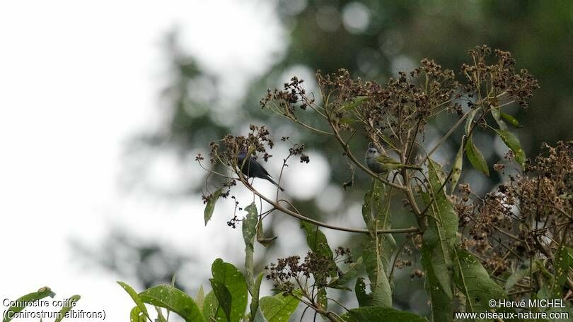 Capped Conebill 