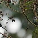 Conirostre coiffé