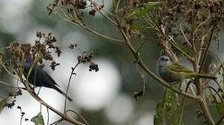 Capped Conebill