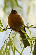 Rufous-browed Conebill